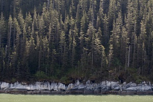 315-9238 Tracy Arm Fjord